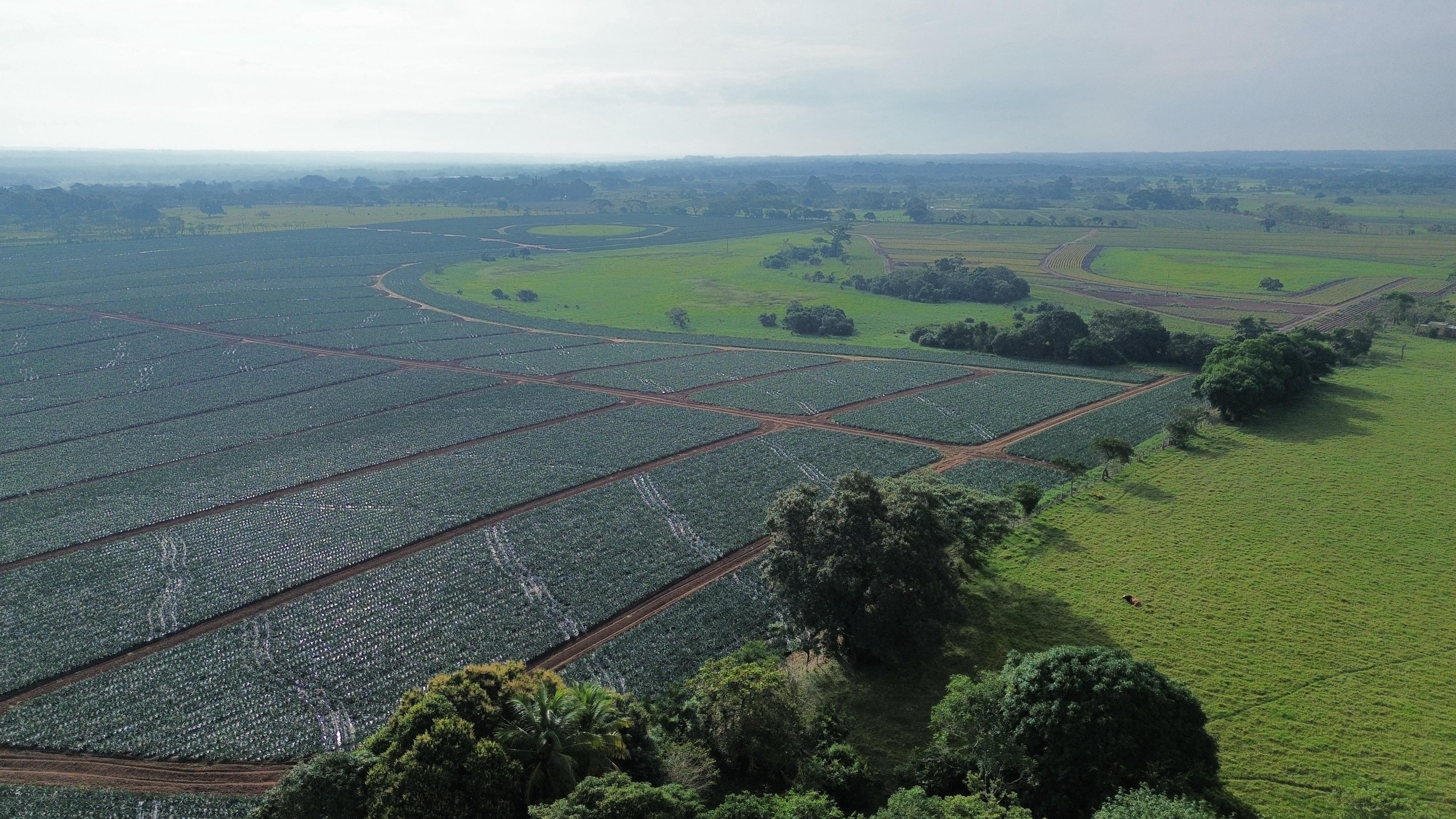 Campo agrícola mexicano
