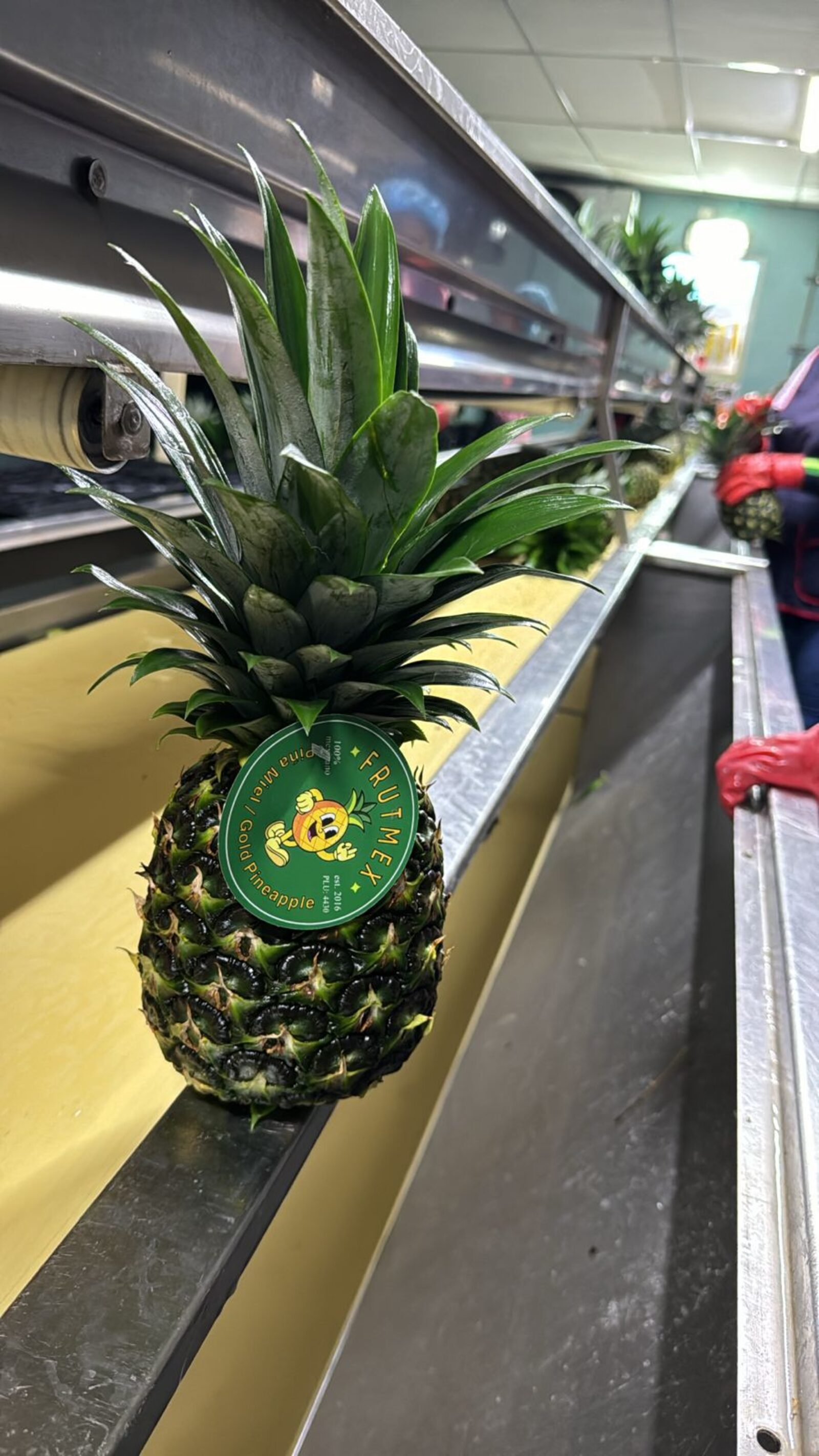 Empaque de Piña