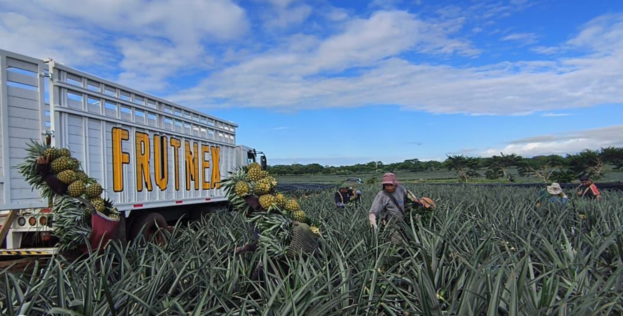 Productores asociados FRUTMEX